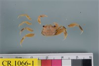 藏品(秀麗長方蟹)的圖片